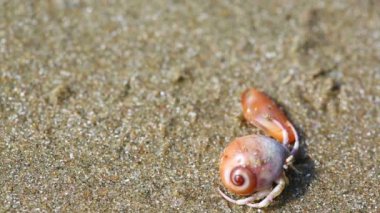 münzevi kimse Yengeç