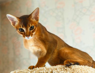 Abyssinian kitten clipart