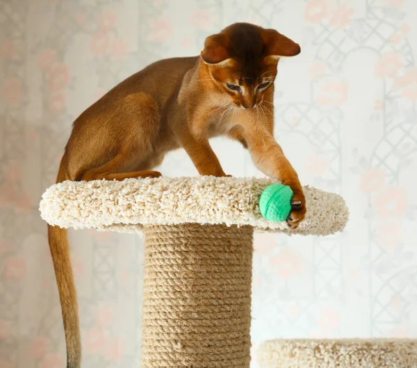 Gatinho abissínio Fotos De Bancos De Imagens