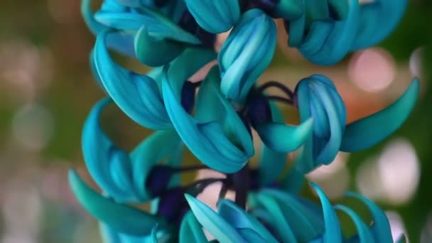 Blaue Blume — Stockvideo