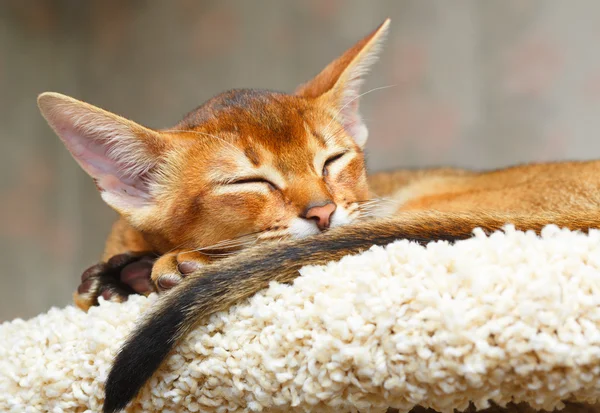 Abyssinian kitten — Stock Photo, Image