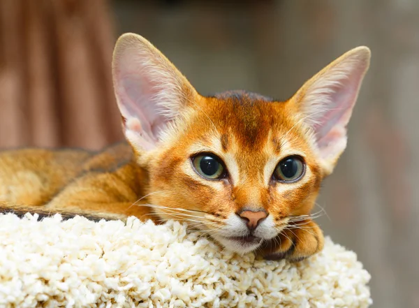 Abyssinian kattunge — Stockfoto