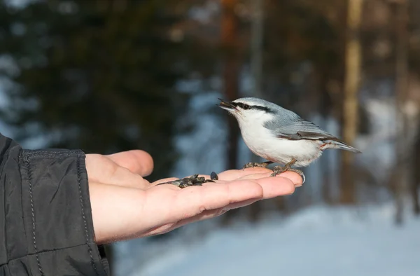 Eurasian Nuthatch. — Stock Photo, Image