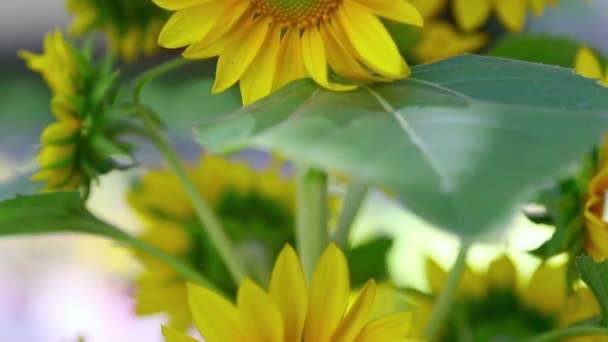 Decorative sunflower — Stock Video