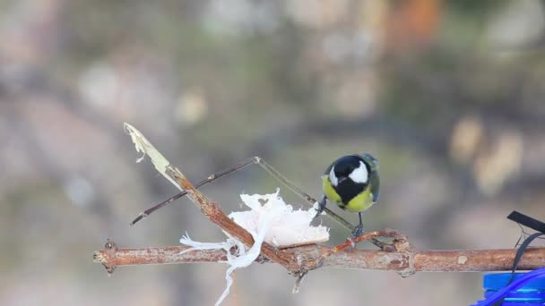 Titmouse в парку — стокове відео