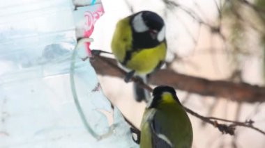 Tomtits