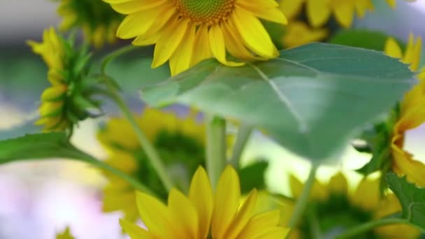 Dekorative Sonnenblume — Stockvideo