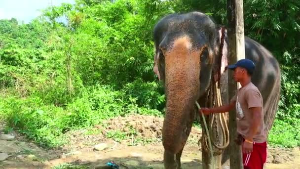 Elefante. — Vídeo de stock