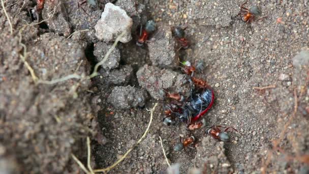 Fourmis dans la fourmilière — Video