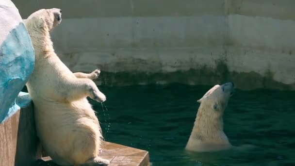 Polar bears — Stock Video