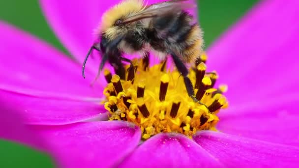 Бджола pollinates квітку — стокове відео