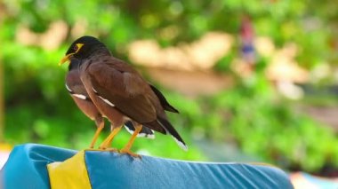 ortak myna
