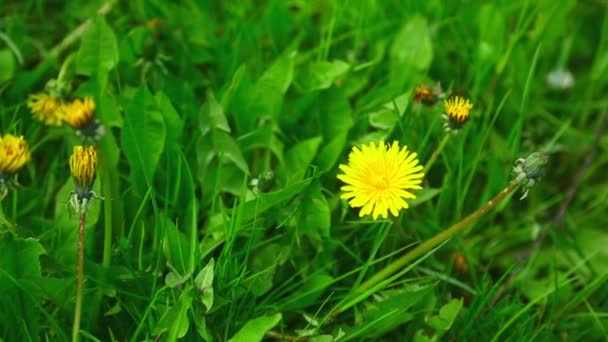 Diente de león en el campo — Vídeos de Stock