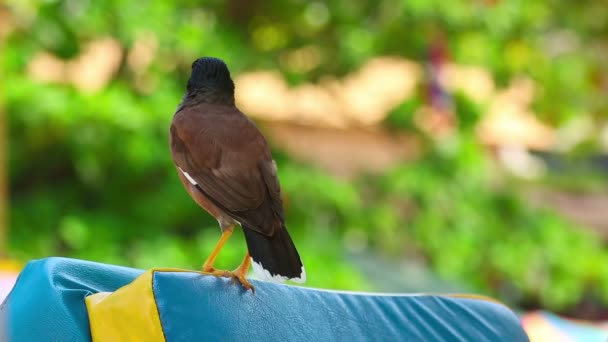 Gemeine Myna — Stockvideo