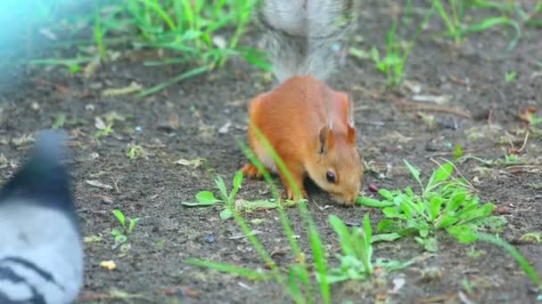 Eichhörnchen und Taube — Stockvideo