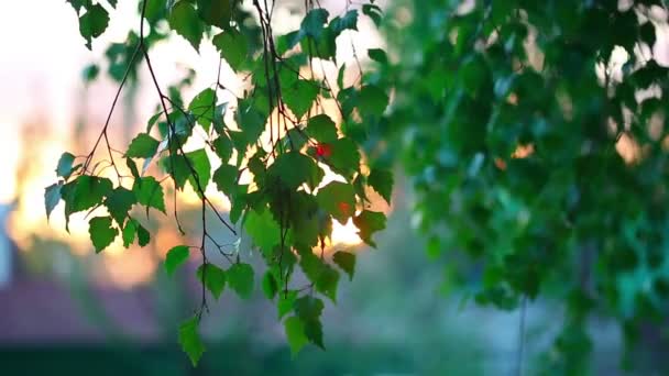 Zonsondergang met boom — Stockvideo