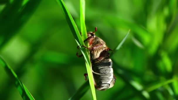 Bug on stem — Stock Video