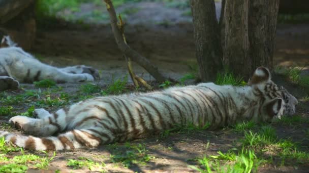 Bílý tygr mláďata — Stock video