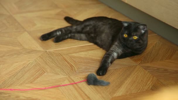 Gatito jugando — Vídeos de Stock