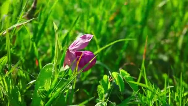 Flower in grass — Stock Video