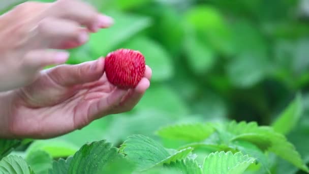 成熟的草莓 — 图库视频影像