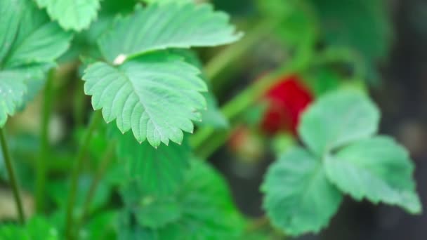 Ripe strawberry — Stock Video