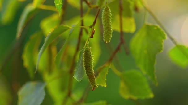 Birch catkin — Stock Video