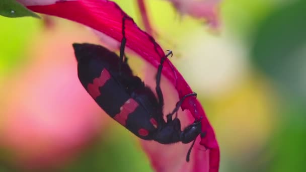 葉を甲虫します。 — ストック動画