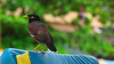 ortak myna