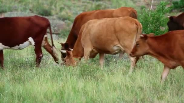 Vacas raivosas — Vídeo de Stock