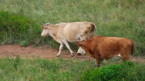 Vaches marchant 