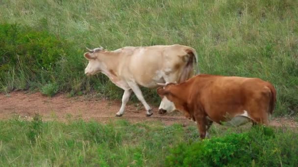 Vacas a andar — Vídeo de Stock