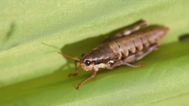 Grasshopper on leaf — Stock Video