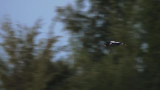Полет аистов, дальний выстрел — стоковое видео