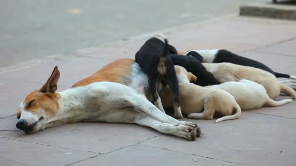 Maternité de chien .