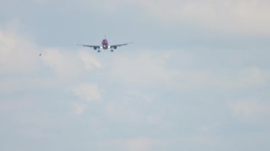 Airplane and bird in the sky are flying