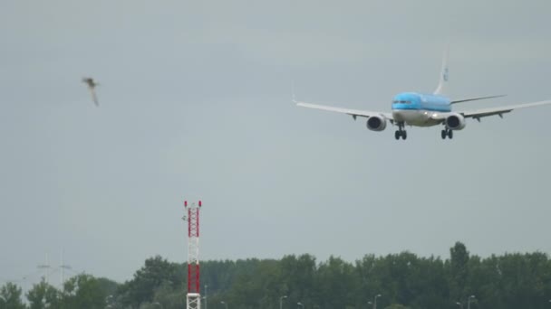 KLM plane landing, slow motion — Stockvideo