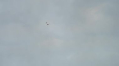 Airplane in the blur in the sky