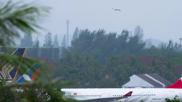 Asian Openbill Bird -Anastomus oscitans- in airport — Vídeo de Stock