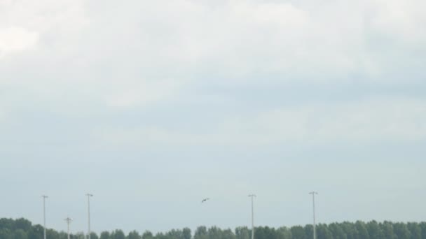 Long Shot Bird Flying Sky Airport Airport Airfield Amsterdam Hot — Vídeos de Stock