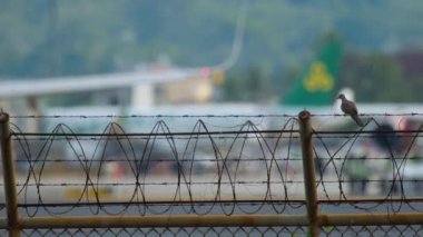 Small bird sits on the barbed wire fence of the airport. Blurred background of airplane taxiing
