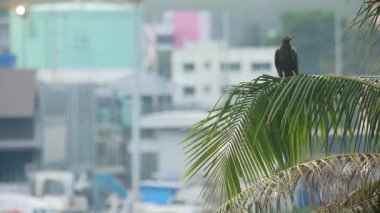 Bird on palm trees with blurred airport view. Kites subfamily hawks. Freedom and travel concept