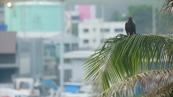 Bird Palm Trees Blurred Airport View Kites Subfamily Hawks Freedom — Stockvideo