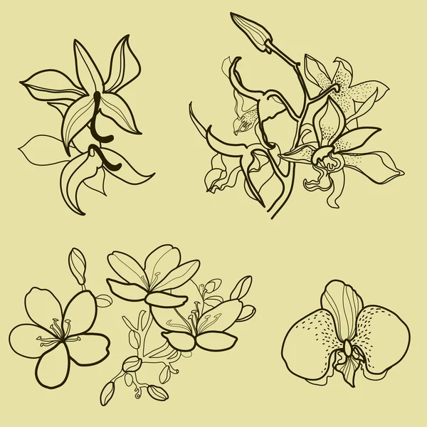Elementos de diseño floral — Archivo Imágenes Vectoriales