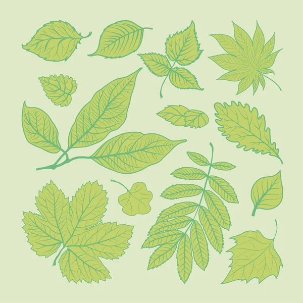Zestaw zielonych liści — Wektor stockowy