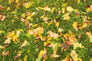 Çimlerin üzerinde sonbahar yaprakları