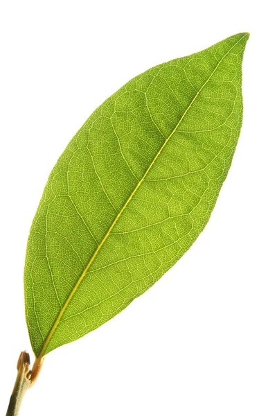 Hoja de laurel — Foto de Stock