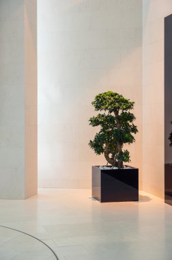 Bonsai için modern iç