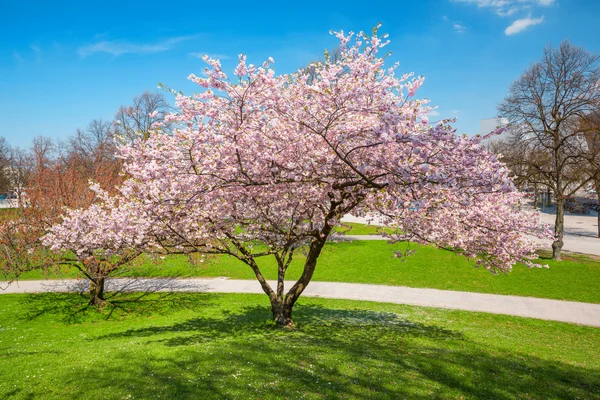 Blossoming apple tree in a park — Stock Photo, Image