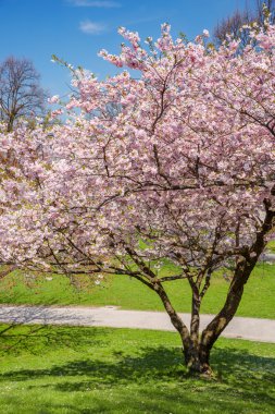 bir parkta yeni gelişen elma ağacı